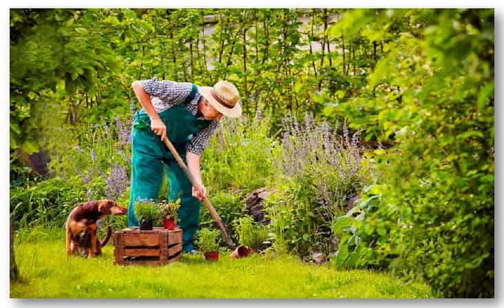 Entretien de Jardin : Comment Trouver le Bon Service